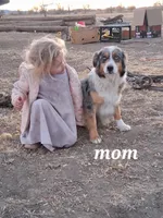 River, a male Miniature American Shepherd for sale in Trinidad, CO – Photo 9 of 10