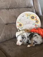Frosty , a female Miniature American Shepherd for sale in Trinidad, CO – 3 of 5