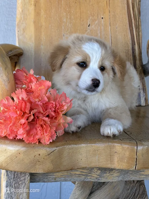 Rose – Miniature American Shepherd puppy for sale in Trinidad, CO