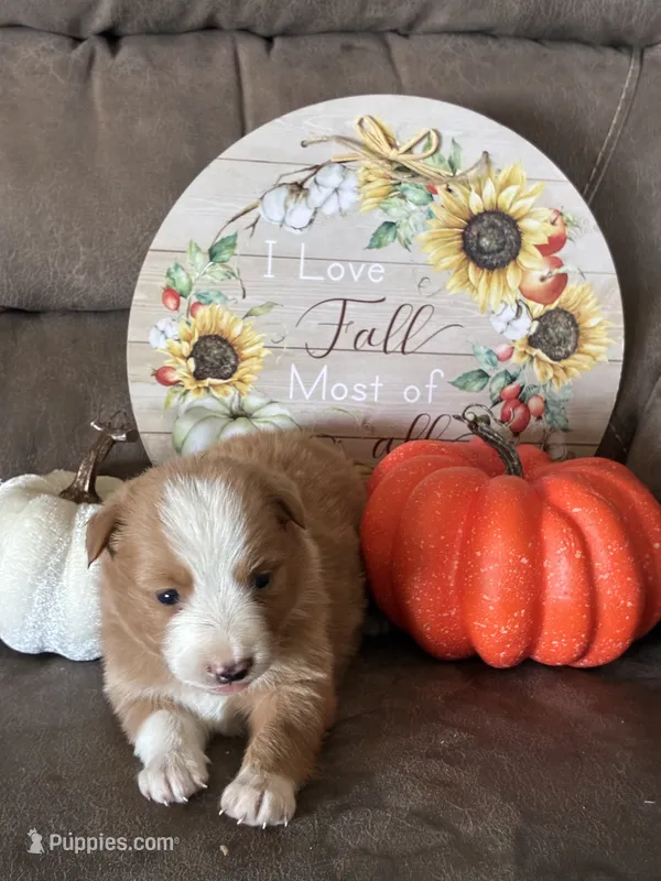 Ruby  – Miniature American Shepherd puppy for sale in Trinidad, CO