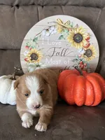 Ruby , a female Miniature American Shepherd for sale in Trinidad, CO – 1 of 6