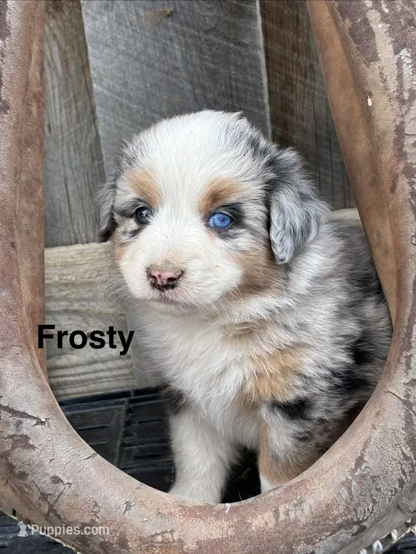 Frosty  – Miniature American Shepherd puppy for sale in Trinidad, CO