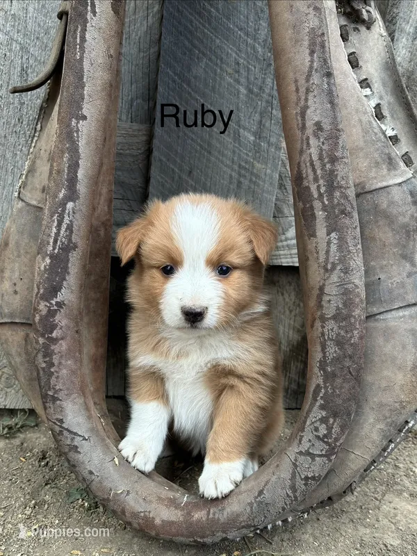 Ruby  – Miniature American Shepherd puppy for sale in Trinidad, CO