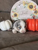 Frosty , a female Miniature American Shepherd for sale in Trinidad, CO – 4 of 5