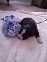 processed/7cbacb96-d1ee-4ca1-9e48-3475bc206f87/listing/38438540-79ad-4071-8564-de72cc74f2fe/b3c4901f-4d5a-4855-9ef9-a1bb3770a23e