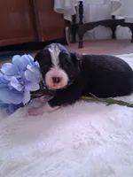 processed/7cbacb96-d1ee-4ca1-9e48-3475bc206f87/listing/38438540-79ad-4071-8564-de72cc74f2fe/cb0c6c75-1dbc-409f-9ee8-c48d9da9668f