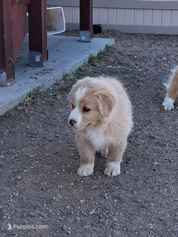Ranger – Miniature American Shepherd puppy for sale in Trinidad, CO