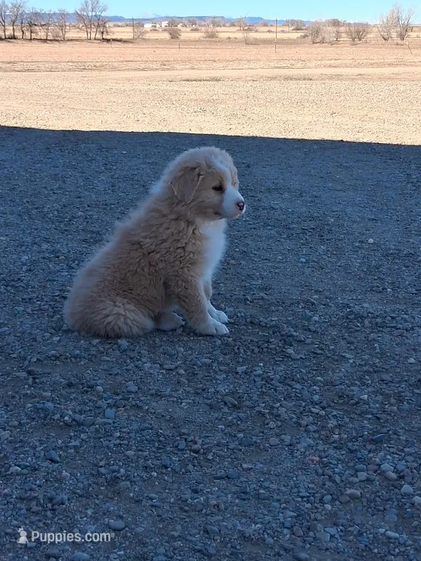 Ranger – Miniature American Shepherd puppy for sale in Trinidad, CO