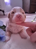 processed/7cbacb96-d1ee-4ca1-9e48-3475bc206f87/listing/3c15cd9b-76b4-4ef5-815c-abb17de5e180/5949ca32-1541-4709-90ba-98837c866e96