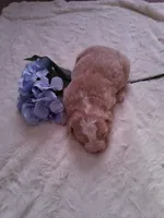 processed/7cbacb96-d1ee-4ca1-9e48-3475bc206f87/listing/3c15cd9b-76b4-4ef5-815c-abb17de5e180/c55e1645-bd8f-4496-841d-61d662ef53f6