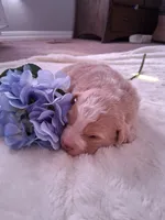 processed/7cbacb96-d1ee-4ca1-9e48-3475bc206f87/listing/3c15cd9b-76b4-4ef5-815c-abb17de5e180/d88bc730-81d6-48da-8eb0-608046b00acd