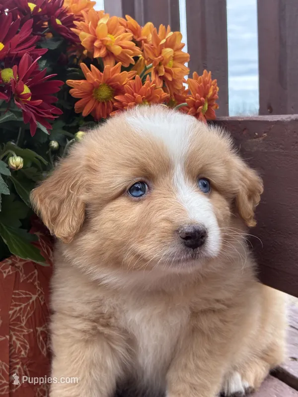 Maple – Miniature American Shepherd puppy for sale in Trinidad, CO