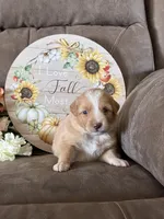 Maple, a female Miniature American Shepherd for sale in Trinidad, CO – 3 of 5