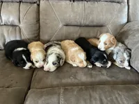 Frosty , a female Miniature American Shepherd for sale in Trinidad, CO – 5 of 5