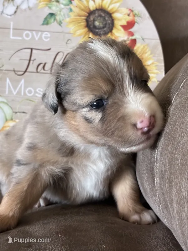 Willow – Miniature American Shepherd puppy for sale in Trinidad, CO