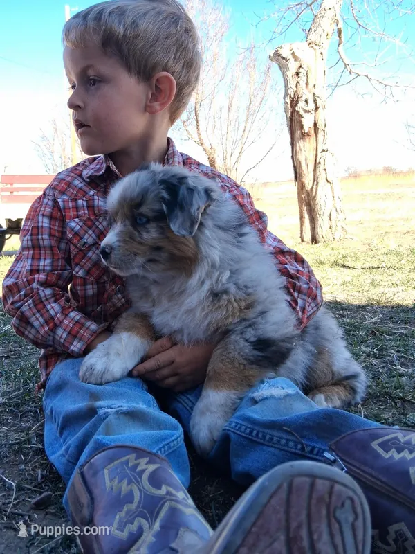River – Miniature American Shepherd puppy for sale in Trinidad, CO