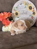 Maple, a female Miniature American Shepherd for sale in Trinidad, CO – 4 of 5