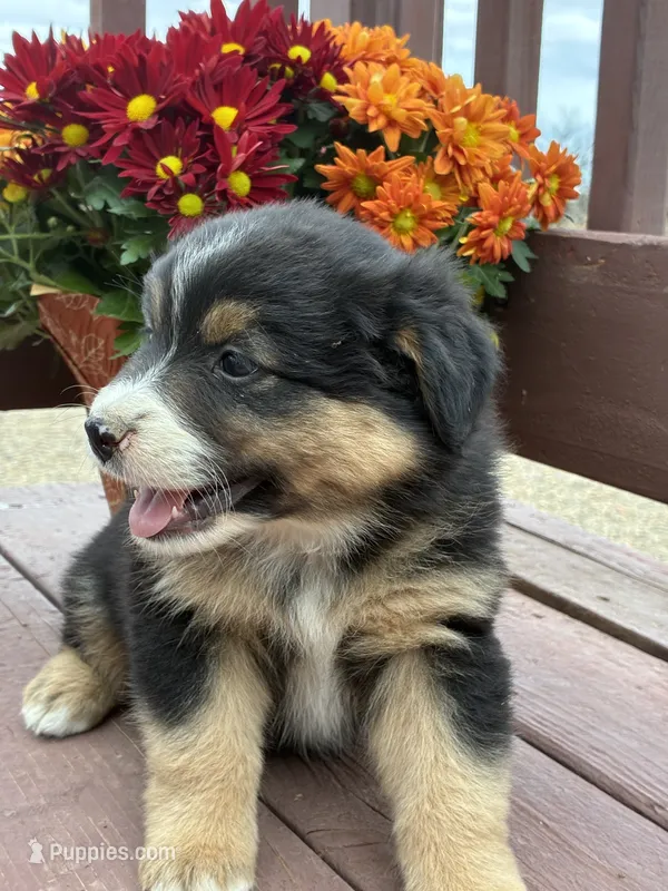 Coco – Miniature American Shepherd puppy for sale in Trinidad, CO