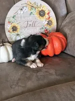 Coco, a female Miniature American Shepherd for sale in Trinidad, CO – 5 of 5