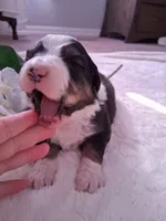 processed/7cbacb96-d1ee-4ca1-9e48-3475bc206f87/listing/6274e44f-6e69-47f2-9c37-c9a62a3a6f21/0cb3b6a4-8fdc-4d7b-a960-d2ab315799df