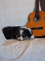 Daisy, a female Miniature American Shepherd for sale in Trinidad, CO – Photo 1 of 10