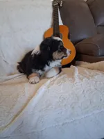Daisy, a female Miniature American Shepherd for sale in Trinidad, CO – Photo 8 of 10