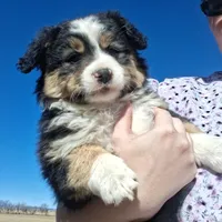 Daisy, a female Miniature American Shepherd for sale in Trinidad, CO – Photo 2 of 10