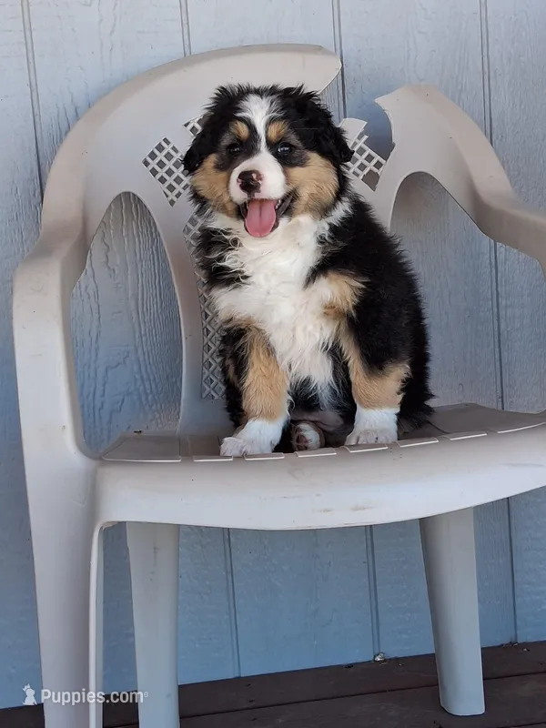 Daisy – Miniature American Shepherd puppy on hold in Trinidad, CO