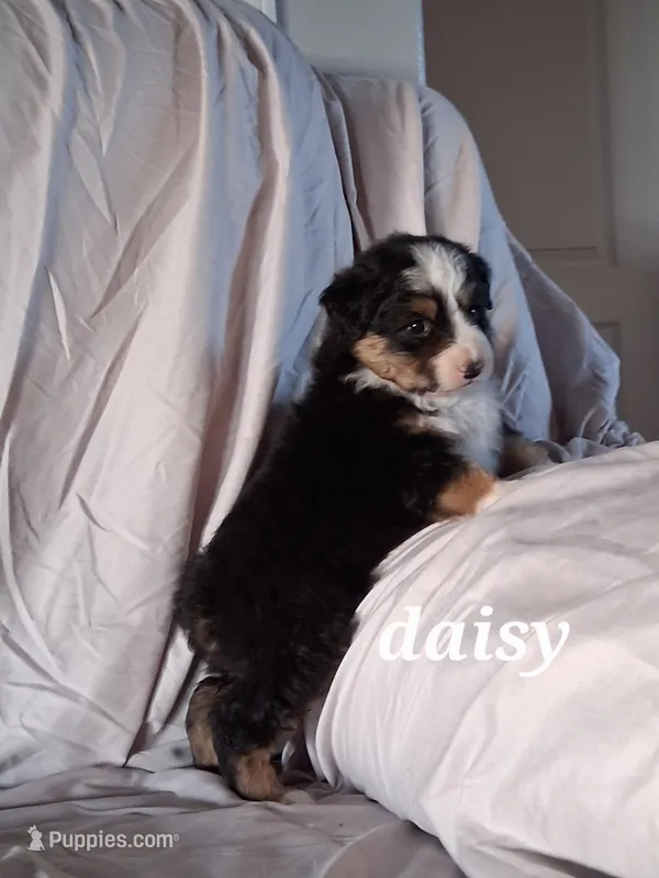 Daisy