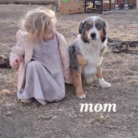 Daisy, a female Miniature American Shepherd for sale in Trinidad, CO – Photo 3 of 10