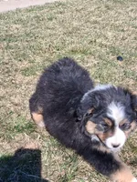 Daisy, a female Miniature American Shepherd for sale in Trinidad, CO – Photo 10 of 10