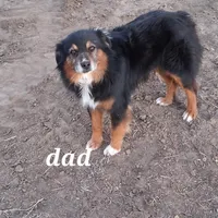Daisy, a female Miniature American Shepherd for sale in Trinidad, CO – Photo 5 of 10