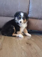 Daisy, a female Miniature American Shepherd for sale in Trinidad, CO – Photo 6 of 10