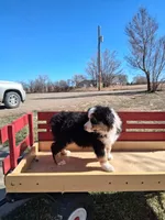 Daisy, a female Miniature American Shepherd for sale in Trinidad, CO – Photo 7 of 10