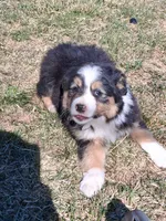 Daisy, a female Miniature American Shepherd for sale in Trinidad, CO – Photo 9 of 10