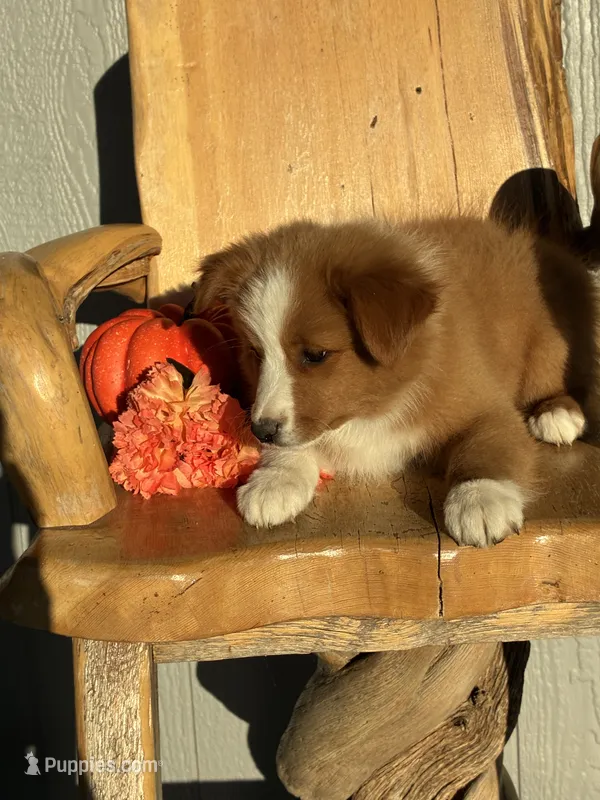 Ruby  – Miniature American Shepherd puppy for sale in Trinidad, CO