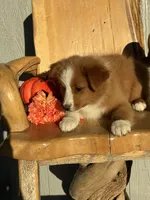 Ruby , a female Miniature American Shepherd for sale in Trinidad, CO – 1 of 4