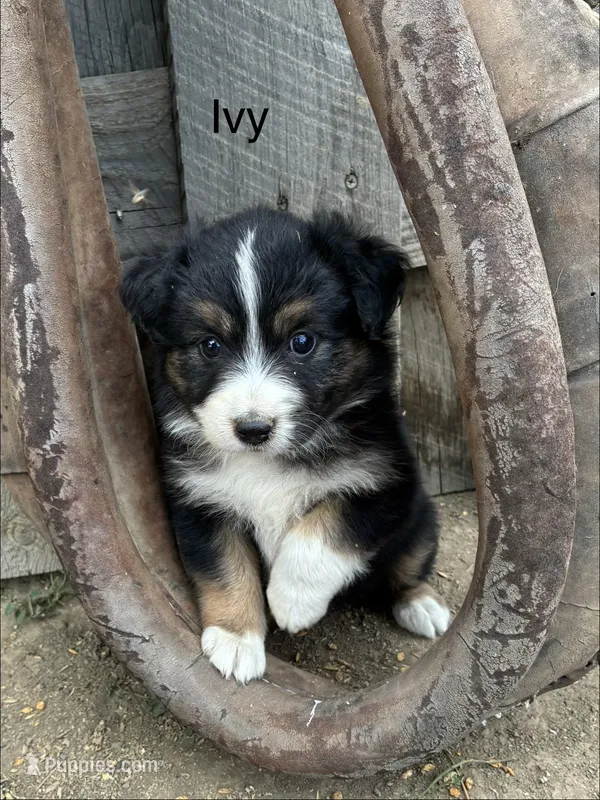 Ivy – Miniature American Shepherd puppy for sale in Trinidad, CO