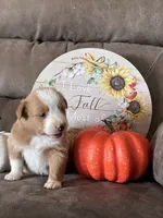 Ruby , a female Miniature American Shepherd for sale in Trinidad, CO – 4 of 6