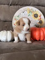 Ruby , a female Miniature American Shepherd for sale in Trinidad, CO – 5 of 6