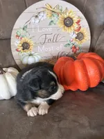 Ivy, a female Miniature American Shepherd for sale in Trinidad, CO – 2 of 6