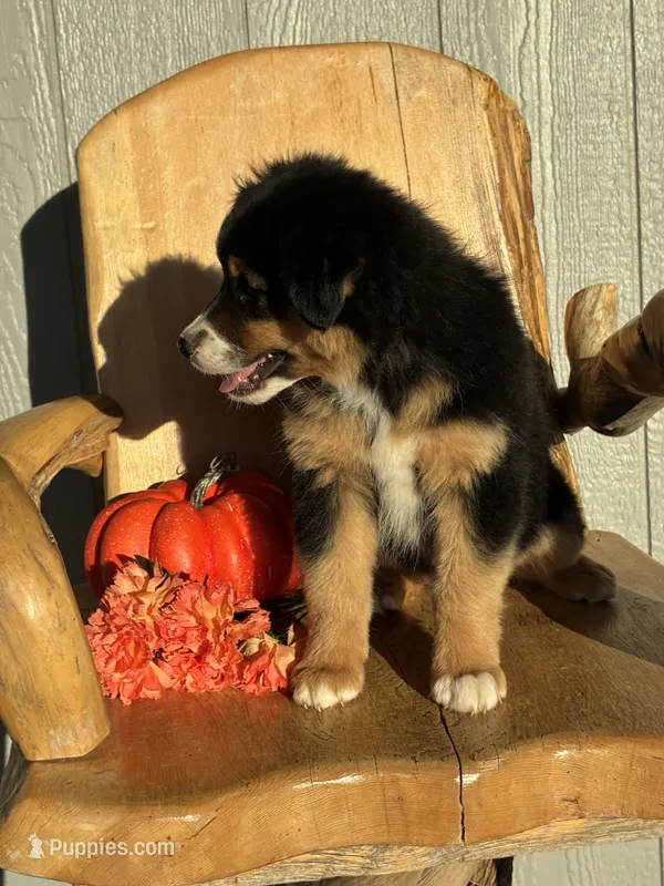 Coco – Miniature American Shepherd puppy for sale in Trinidad, CO