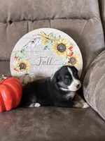 Ivy, a female Miniature American Shepherd for sale in Trinidad, CO – 4 of 6