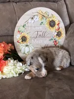 Willow, a female Miniature American Shepherd for sale in Trinidad, CO – 2 of 5