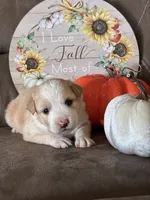 Rose, a female Miniature American Shepherd for sale in Trinidad, CO – 5 of 6