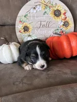 Ivy, a female Miniature American Shepherd for sale in Trinidad, CO – 6 of 6