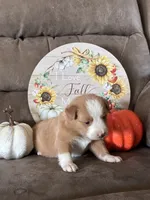 Ruby , a female Miniature American Shepherd for sale in Trinidad, CO – 2 of 6