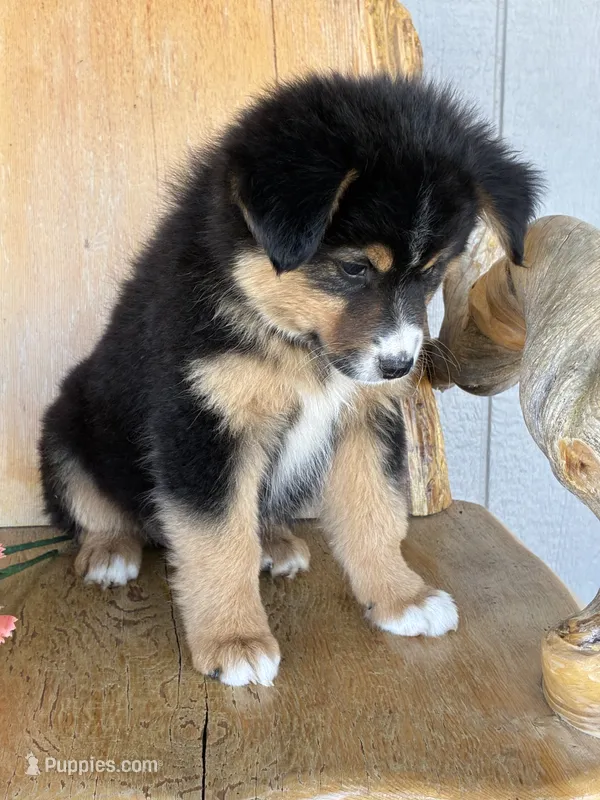 Coco – Miniature American Shepherd puppy for sale in Trinidad, CO