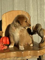 Maple, a female Miniature American Shepherd for sale in Trinidad, CO – 6 of 6