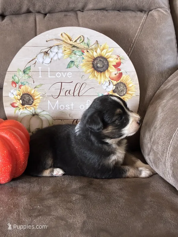 Ivy – Miniature American Shepherd puppy for sale in Trinidad, CO